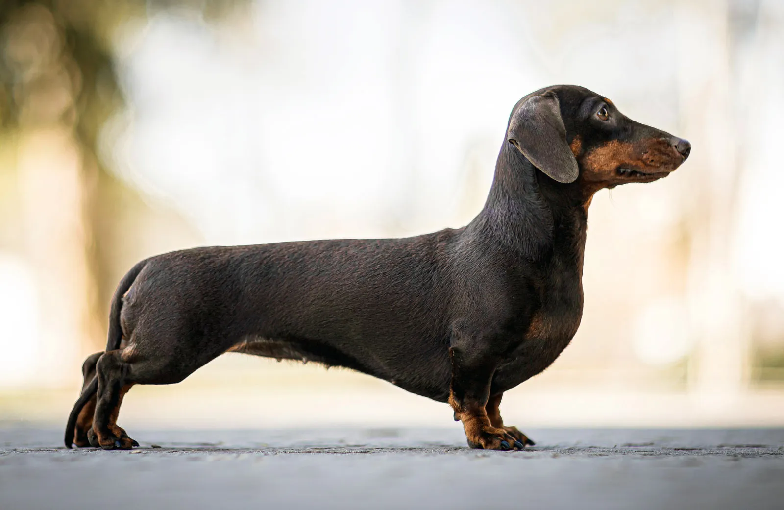 Beautiful dachshund portrait
